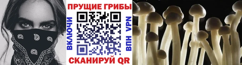Галлюциногенные грибы ЛСД Котовск